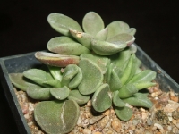 adromischus phillipsiae-sl260-stolova-hora