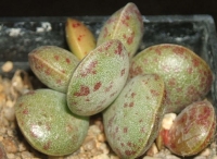 adromischus sp /kopec nad farmou Orwenvarg