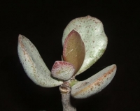 adromischus alstonii /Piketberg/