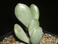 adromischus alstonii /Richtelveld/