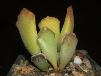 adromischus cristatus cristatus