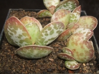 adromischus trigynus?