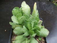 adromischus cristatus zeyherii