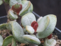 adromischus mothium klingarthii