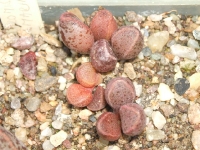 adromischus marianiae typ Clanwilliam