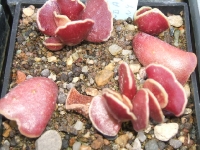 adromischus cooperi  f ,,start,,