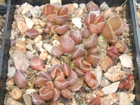 adromischus marianiae ,,imaculatus,,