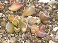 adromischus marianiae ,,tangua,,