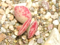 adromischus triflorus /Skyttery Kloof/