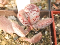 adromischus hemisphaericus DT 109 / Pakhuss Pass /