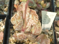 adromischus schuldtianus / Eendoorn /