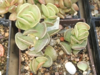 adromischus nanus