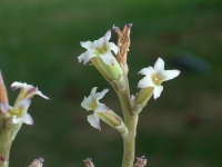 adromischus cristatus clavifolius kvet