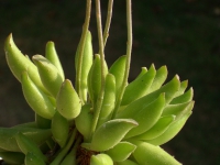 adromischus cristatus clavifolius