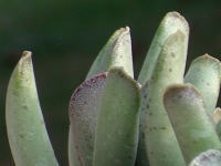 adromischus cristatus sp - JIL296, 6 Km SWS of Dysserdorp