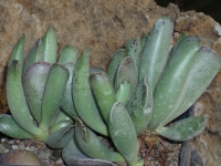 adromischus cristatus sp - JIL296, 6 Km SWS of Dysserdorp