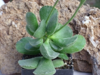 adromischus zeyherii - Gelhoot Bos