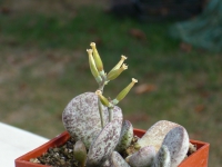 adromischus bicolor - Sandpoort 