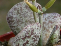 adromischus bicolor - Sandpoort