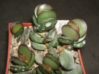 adromischus subdistichus/ Laterpoort /