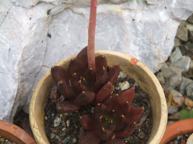 echeveria affinis