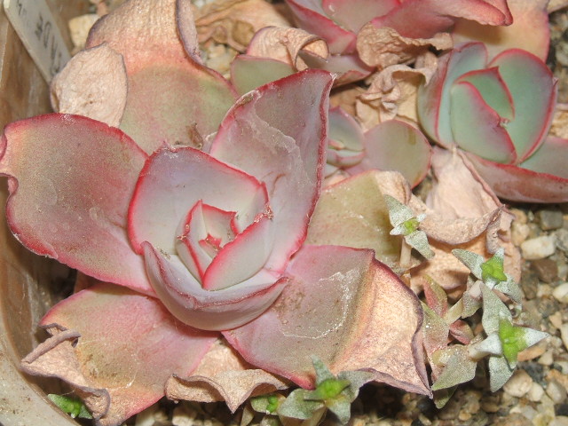 echeveria-cv-pink