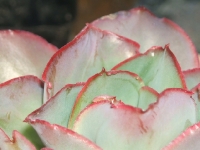 echeveria subrigida sp. Pinal