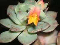 echeveria sp / ?/ secunda