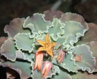 echeveria crenulata