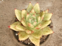 echeveria agavoides