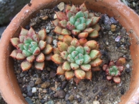 echeveria amoena