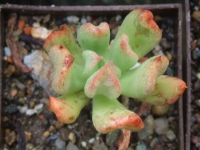 echeveria cv ´Green Star´