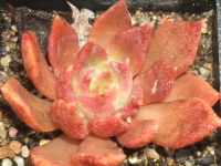 echeveria affinis cv ´Black Princ´