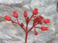 echeveria affinis