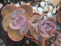 echeveria gibbifloraf metalica