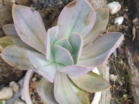 echeveria gibbiflora