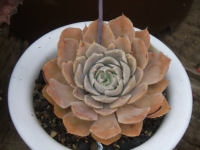 decheveria shaviana