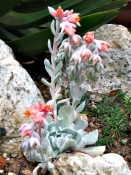 echeveria ´Topsy Turvy