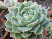 echeveria derenbergii-x agavoides