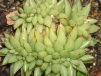 echeveria-agavoides-f-cristata