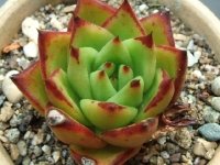 echeveria-agavoides-red-edge