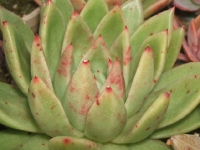 echeveria-agavoides