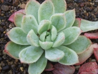 echeveria-bradburiana