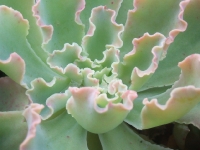 echeveria-crenulata