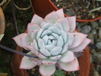 echeveria-cuspidata-v-gemmula