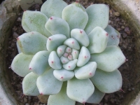 echeveria cuspidata