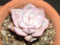 echeveria-cv-la-rega