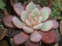 Echeveria cv. subcorymbosa x laui