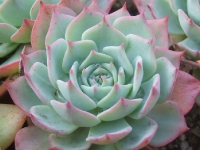 Echeveria derenbergii