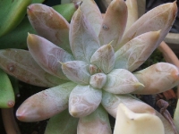 Echeveria tolimanensis